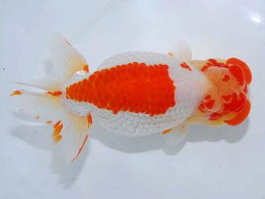 観魚会 西小結 末永春美 横浜市 観魚会 西小結 末永春美 横浜市