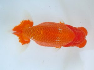 観友らんちう会 東大関 蝦名敏則 観友らんちう会 東大関 蝦名敏則