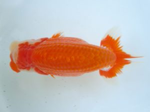 観友らんちう会 西大関 蝦名敏則 観友らんちう会 西大関 蝦名敏則