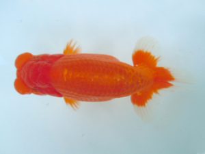 観友らんちう会 立行司 輿石慎吾 観友らんちう会 立行司 輿石慎吾