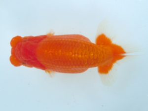 観友らんちう会 取締一 輿石慎吾 観友らんちう会 取締一 輿石慎吾