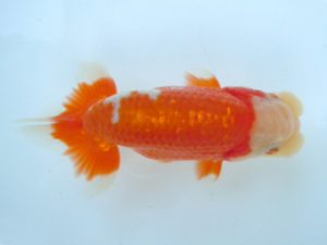 観友らんちう会 取締二 田中孝俊 観友らんちう会 取締二 田中孝俊