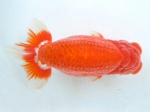 観友らんちう会 東大関 田中孝俊 観友らんちう会 東大関 田中孝俊