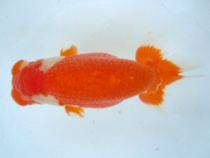 観友らんちう会 西大関 大川美都男 観友らんちう会 西大関 大川美都男