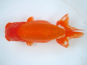 観友らんちう会 立行司 和井内貴久 観友らんちう会 立行司 和井内貴久