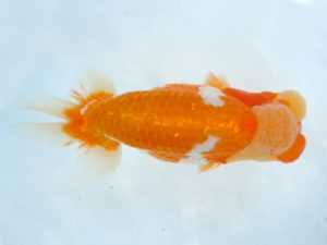 観友らんちう会 取締一 福澤 誠 観友らんちう会 取締一 福澤 誠