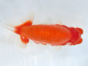 観友らんちう会 取締二 宮川幸久 観友らんちう会 取締二 宮川幸久