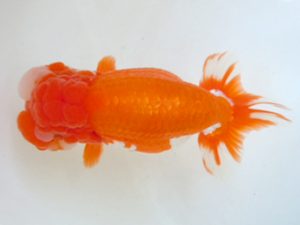 観友らんちう会 東大関 蝦名敏則 観友らんちう会 東大関 蝦名敏則