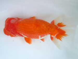 観友らんちう会 西大関 鈴木 一 観友らんちう会 西大関 鈴木 一