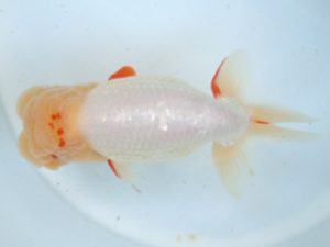 観友らんちう会 立行司 田中孝俊 観友らんちう会 立行司 田中孝俊