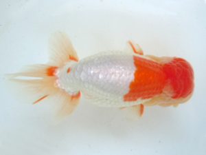 観友らんちう会 取締一 成田裕輔 観友らんちう会 取締一 成田裕輔