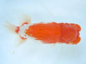 観友らんちう会 取締二 宮川幸久 観友らんちう会 取締二 宮川幸久