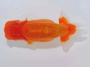 錦蘭会　東大関　田中茂規　岡山