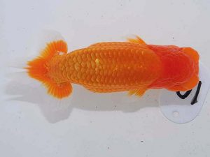 錦蘭会 勧進元一　岩崎正樹　高松