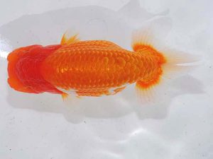 錦蘭会 勧進元二　西口武志　羽曳野