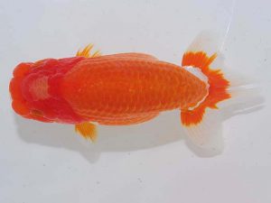 錦蘭会 行司一　笠松　理　日高