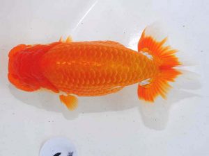 錦蘭会 行司二　古江輝美　武雄