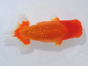 錦蘭会 行司三　津島洋介　西条