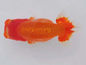 錦蘭会 脇行司二　中村朋孝　御坊