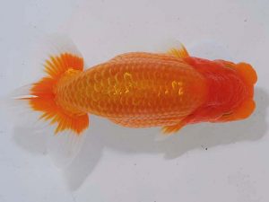 錦蘭会　西大関　川村和己　高知