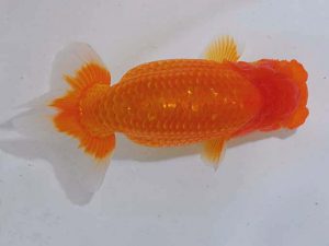 錦蘭会　立行司　西口武志　羽曳野