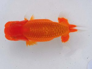 錦蘭会　東取締　大久保克己　倉敷