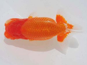 錦蘭会　西取締　平田哲也　徳島