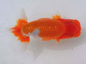 錦蘭会 東関脇　平井敏明　岸和田