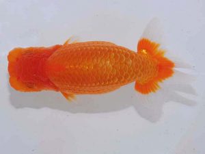 錦蘭会 西関脇　金子博昭　下関