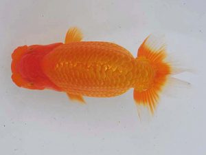 錦蘭会 東小結　澤　誠治　葛城