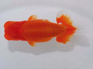 錦蘭会　東大関　川本智祥　松山