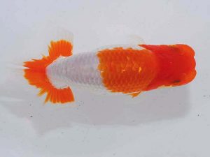 錦蘭会 勧進元一　上時栄二　三次