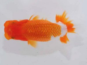 錦蘭会 勧進元二　木本道白　福岡