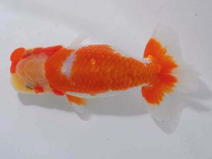 錦蘭会 行司二　吉田隆志　北九州