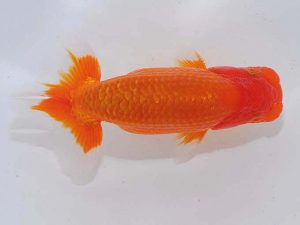 錦蘭会 行司三　牧　敬剛　新宮