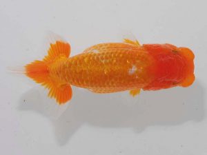 錦蘭会 脇行司二　朝日秀明　赤穂