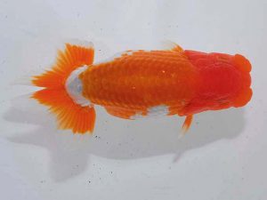 錦蘭会　西大関　杉本貴史　兵庫