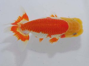 錦蘭会　立行司　西岡　啓　堺