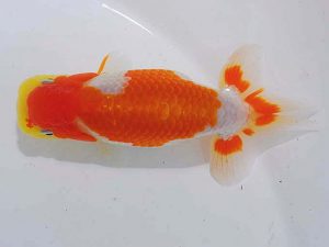 錦蘭会　西取締　大柄育生　玉野