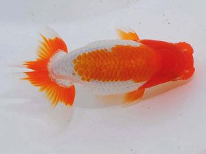 錦蘭会 東関脇　上時栄二　三次