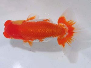 錦蘭会 西関脇　尾濱英治　広島