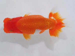 錦蘭会 東小結　尾濱英治　広島