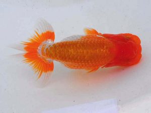 錦蘭会 西小結　筒井正雄　倉敷