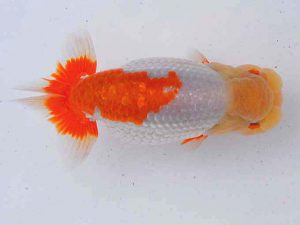 西部本部 東大関 谷澤清隆 香川 西部本部 東大関 谷澤清隆 香川