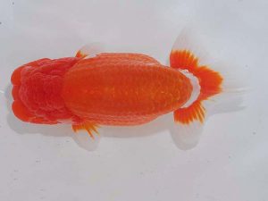 西部本部 西大関 中川靖裕 京都 西部本部 西大関 中川靖裕 京都