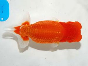 錦友会　東大関　小野　五　浜松市