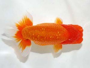 錦友会 勧進元一　中川元吉　磐田市