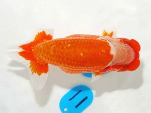 錦友会 勧進元二　川合実次　三島市