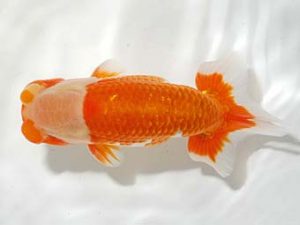 錦友会 行司一　粟井祥弘　小松市