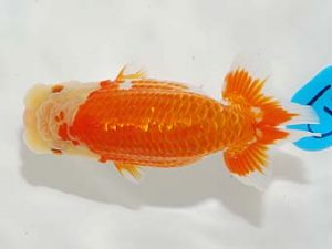 錦友会　行司二　鈴木和男　浜松市